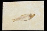 Detailed Fossil Fish (Knightia) - Wyoming #174690-1